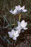 Cooperia pedunculata